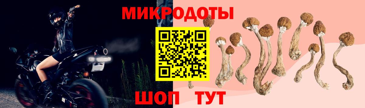 Псилоцибиновые грибы Psilocybe Нальчик